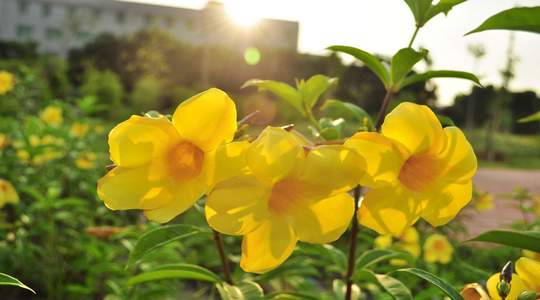 �Ļ�Ѥ�� �Ϲ�Ʈ��