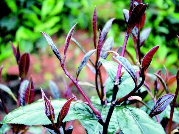 茶树品种紫嫣川茶6号成功登记