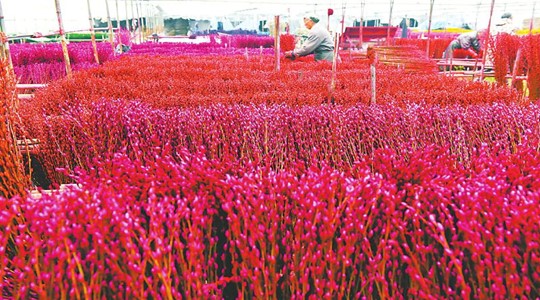 12月23日,绵竹市华达花卉种植专业合作社的社员在晾晒银柳.寇元林
